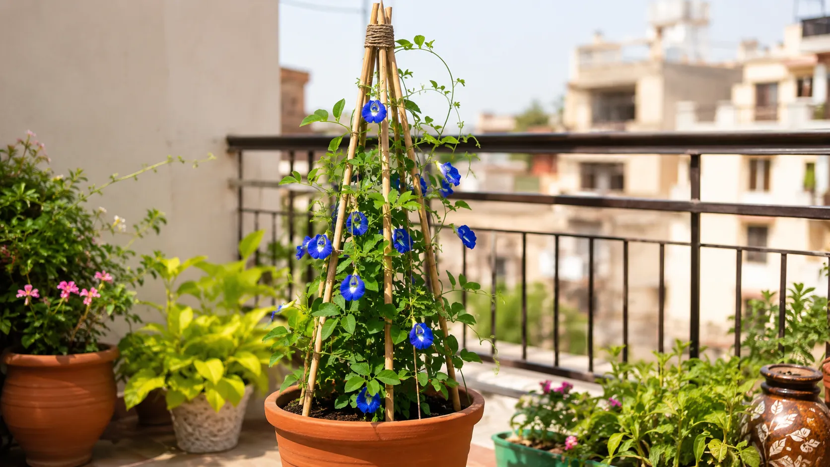 Obelisk or Pyramid Trellis